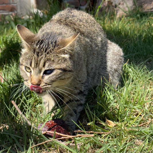Los gatos son carnívoros estrictos